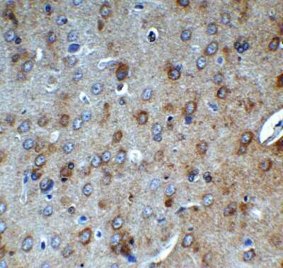 Immunohistochemistry-Paraffin: AMID Antibody - BSA Free [NBP3-18133] - Immunohistochemical analysis of paraffin-embedded rat brain tissue using anti-AMID antibody (NBP3-18133) at 1 ug/mL. Tissue was fixed with formaldehyde and blocked with 10% serum for 1 h at RT; antigen retrieval was by heat mediation with a citrate buffer (pH6). Samples were incubated with primary antibody overnight at 4C. A goat anti-rabbit IgG H&L (HRP) at 1/250 was used as secondary. Counter stained with Hematoxylin.